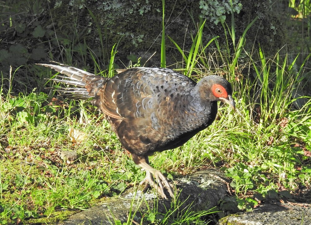 別餵食誘拍野生鳥類 林業及自然保育署台中分署加強巡查 籲賞鳥五『不』原則1