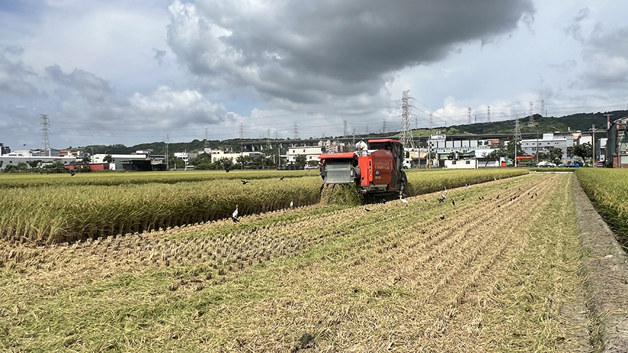 台中市農業局推「稻草剪段防止焚燒稻草計畫」 一期作7／31前受理補助