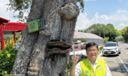 5-（見報）清水三棵百年朴樹兩棵受感染議員楊典忠希望農業局請樹醫生診斷