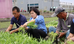 山陀兒颱風來襲 張麗善縣長巡視葉菜類搶收情形2