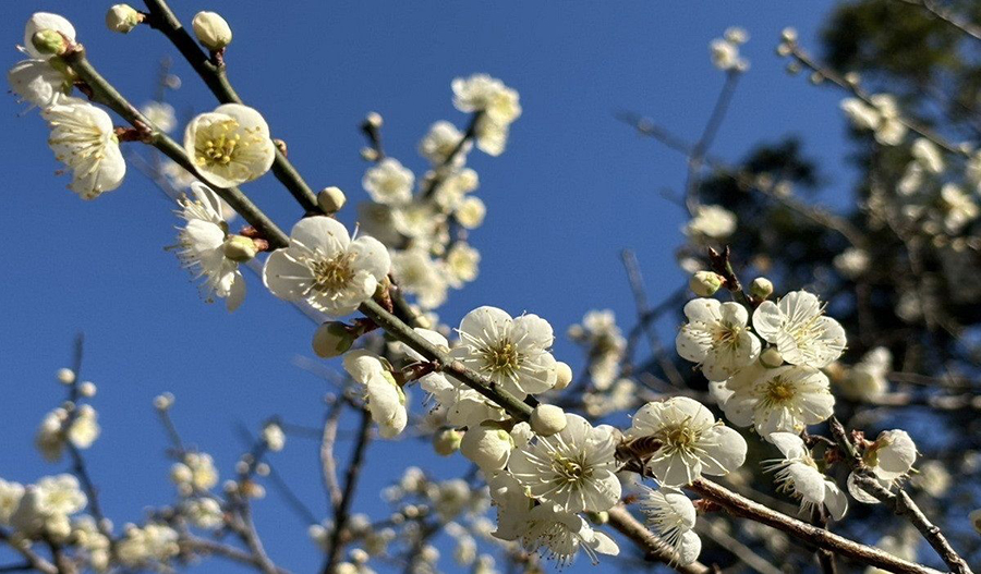 信義鄉寒梅盛開吸引遊客來拍照- 臺灣導報