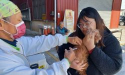 中市動保處犬貓狂犬病巡迴注射3月開跑