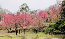 圖說1：八仙山櫻花盛開 來賞櫻森呼吸之旅吧