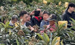 新社枇杷損4成 江啟10
