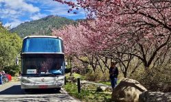 武陵櫻花季中市交通局接駁專車疏運破5500人次