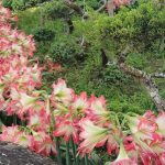 孤挺花盛開、異香撲鼻