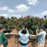 高雄玉荷包、黑葉荔枝農損救助 即日起受理