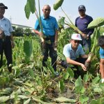 大安推廣芋頭健康種苗 提供農民新選擇