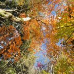 迎聖誕「楓」潮 大雪山楓紅率達8成　