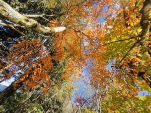 迎聖誕「楓」潮 大雪山楓紅率達8成　