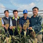 台南學甲高粱場域成亞洲農村碳匯典範