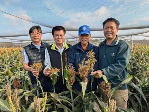 台南學甲高粱場域成亞洲農村碳匯典範