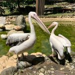 壽山動物園歲末迎新 有鵜鶘、侏儒羊等