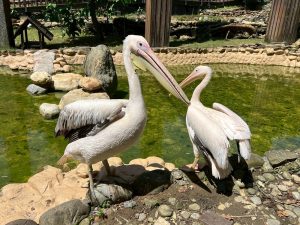 壽山動物園歲末迎新 有鵜鶘、侏儒羊等