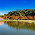 大溪月眉落羽松季 彷彿置身歐洲一般