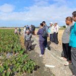 大安芋頭專區邁入第三年成果亮眼