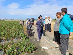 大安芋頭專區邁入第三年成果亮眼