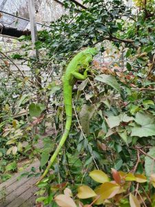 鞏固生態最北防線 苗栗圍堵綠鬣蜥入侵