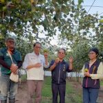 高樹蜜棗開採 蘇清泉赴產地關心棗農