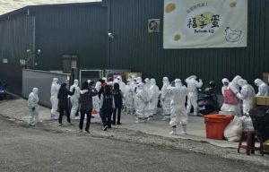 豐康蛋雞場「偷埋死雞」 隱匿禽流感