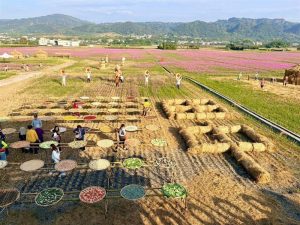 彰化縣花海美景 百花盛開的國度