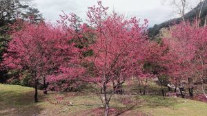 「八仙山名泉」療癒旅程 櫻花季限定體驗