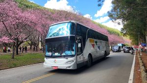 台中Go陪你漫遊武陵花海
