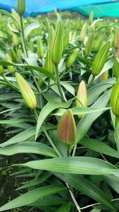 后里百合花迎好花況穩定氣候助收成