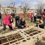 大甲區農會推動一米菜園實踐綠色照顧