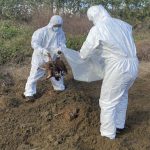 後龍非法掩埋病死雞屍已清除及消毒