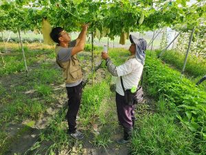 智慧農業全面升級 台中「以科技抗氣候拚糧安」