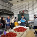 農業局推動銀髮人才投入小番茄採收包裝