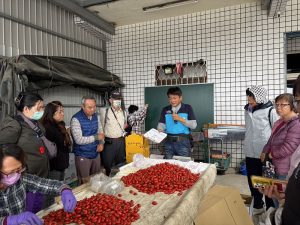 農業局推動銀髮人才投入小番茄採收包裝