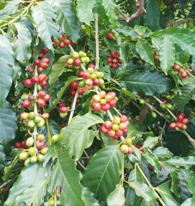 返鄉承繼阿公咖啡路 堅持有機栽種開花結果 「美濃熊咖啡」與白玉蘿蔔齊名