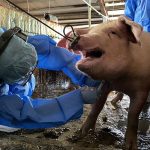 高雄全面啟動防疫行動 穩固養豬產業防線