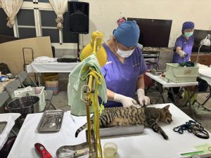 高雄市家犬貓絕育補助創近3年新高