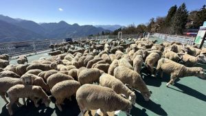 清境農場奔羊節 百羊奔騰超療癒