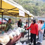 草嶺櫻花盛開 人潮湧現