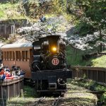 阿里山超夯賞櫻列車 強勢回歸