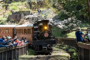 阿里山超夯賞櫻列車 強勢回歸