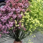 不易凋謝”水晶花”　情人節禮好選擇