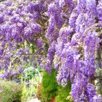 三月漫遊瑞里 紫藤花海與螢火蟲交織