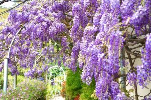 三月漫遊瑞里 紫藤花海與螢火蟲交織