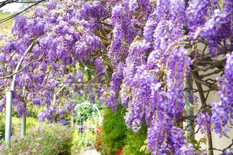 三月漫遊瑞里 紫藤花海與螢火蟲交織