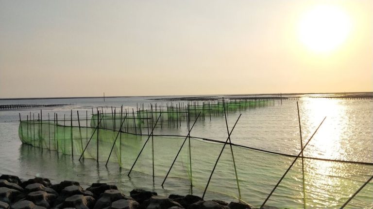 鰻苗捕撈結束 3至10月禁止捕撈