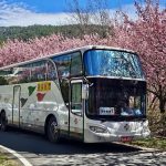 中市交通局籲把握賞櫻 搭乘大眾運輸最便利