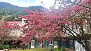 把握櫻花季浪漫 武陵健行正精彩