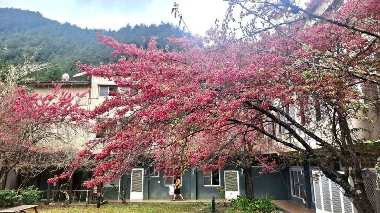 把握櫻花季浪漫 武陵健行正精彩