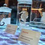 海科館海馬微特展 走春好選擇