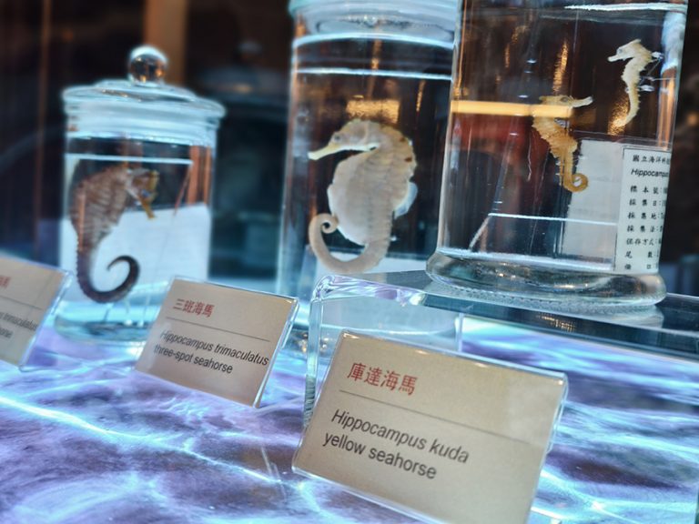 海科館海馬微特展 走春好選擇